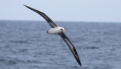 albatross-lifetime-at-sea-u-s-fish-wildlife-service
